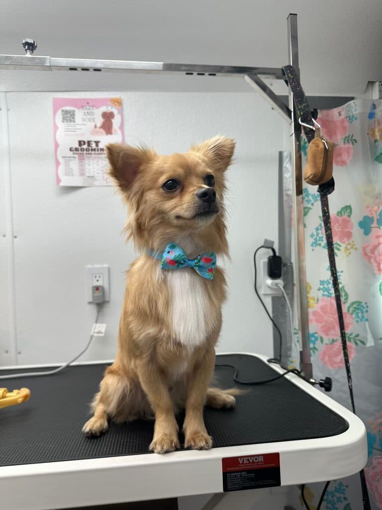 A long-haired Chihuahua mix wearing a bow tie after grooming, sitting on the grooming table