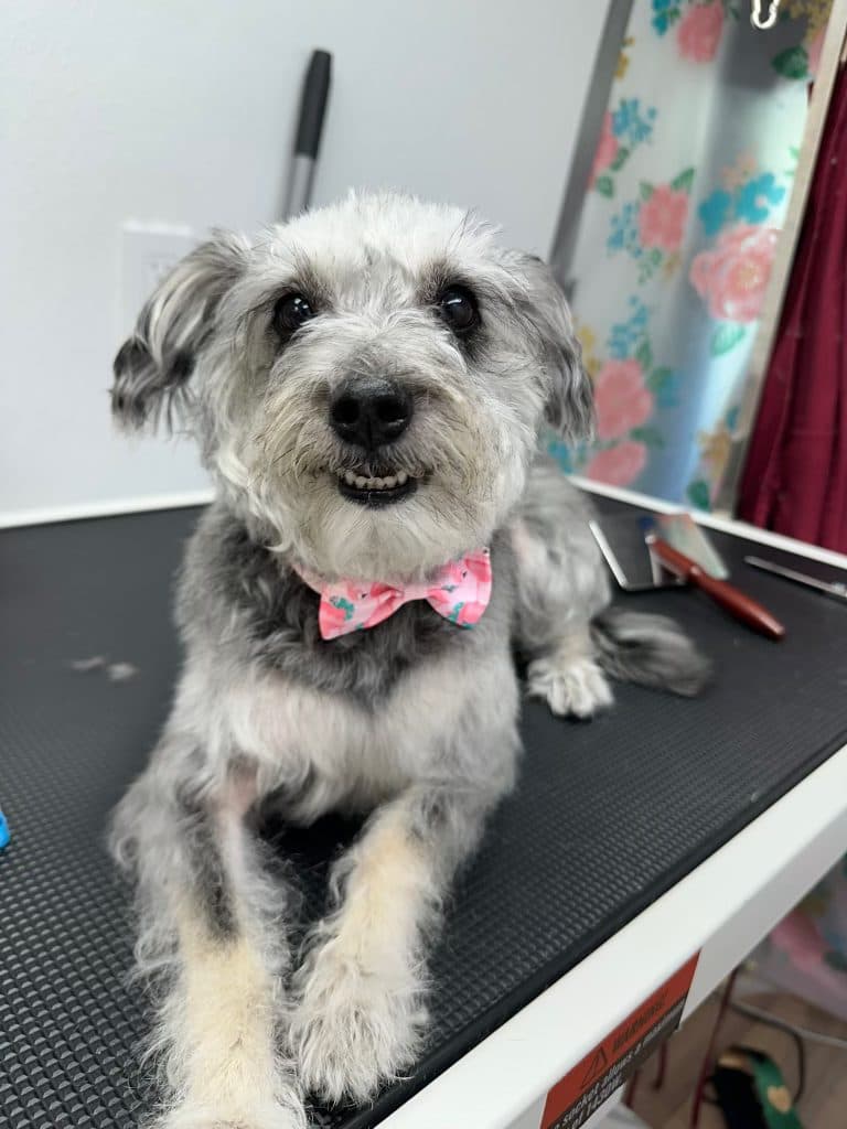 A Schnauzer mix with a neat trim and bow tie after a Bark and Bork grooming appointment