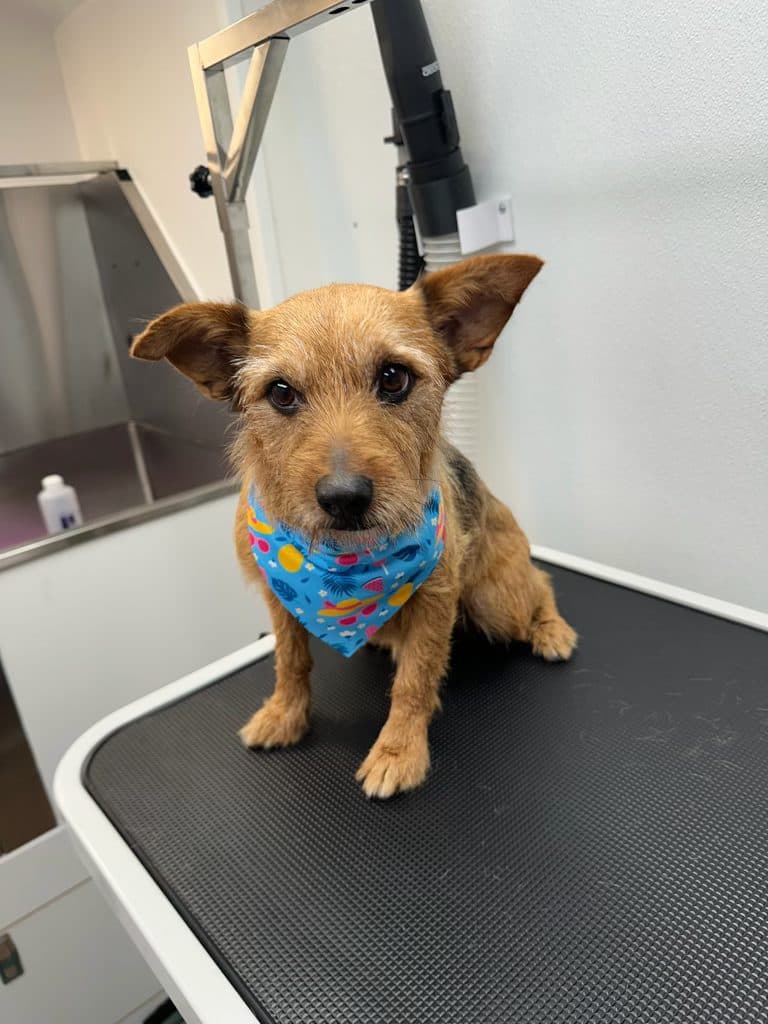 A terrier mix wearing a colorful bandana after grooming, sitting on the grooming table inside the Bark and Bork van